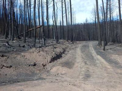 Saga Of A Wildfire: Part 2 Image